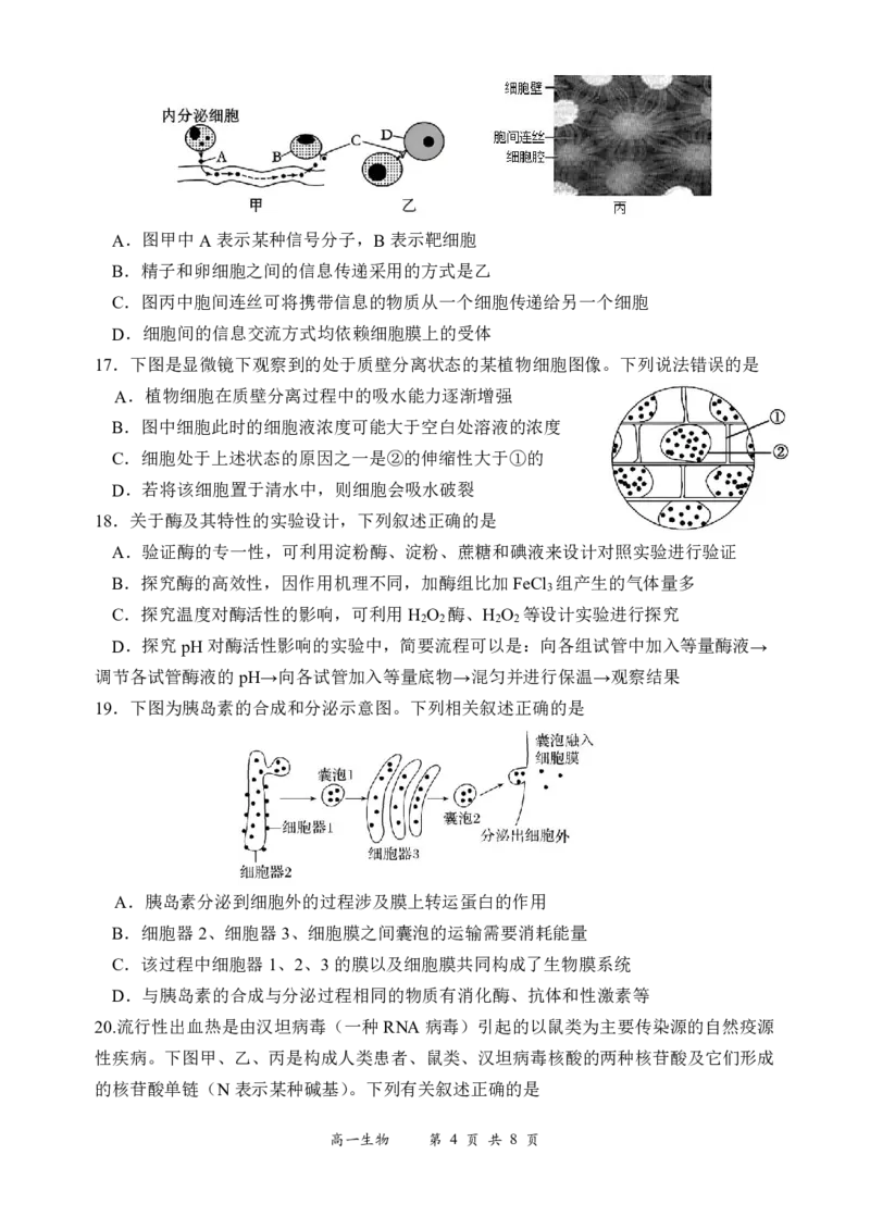 《25级高一上期中考生物试题_2026年高一《月考+期中考+阶段性检测真题合集》全国各省全科无水印_广东省汕头市金山中学2026学年高一上学期期中考试（全）》第4页预览