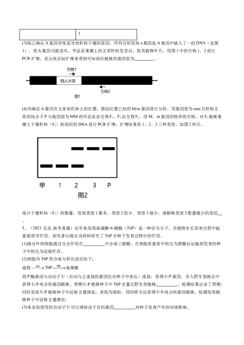 《专题18基因工程（学生版）_北京高考全科_生物_五年（2020-2024）高考生物真题分类汇编（北京专用）》第5页预览