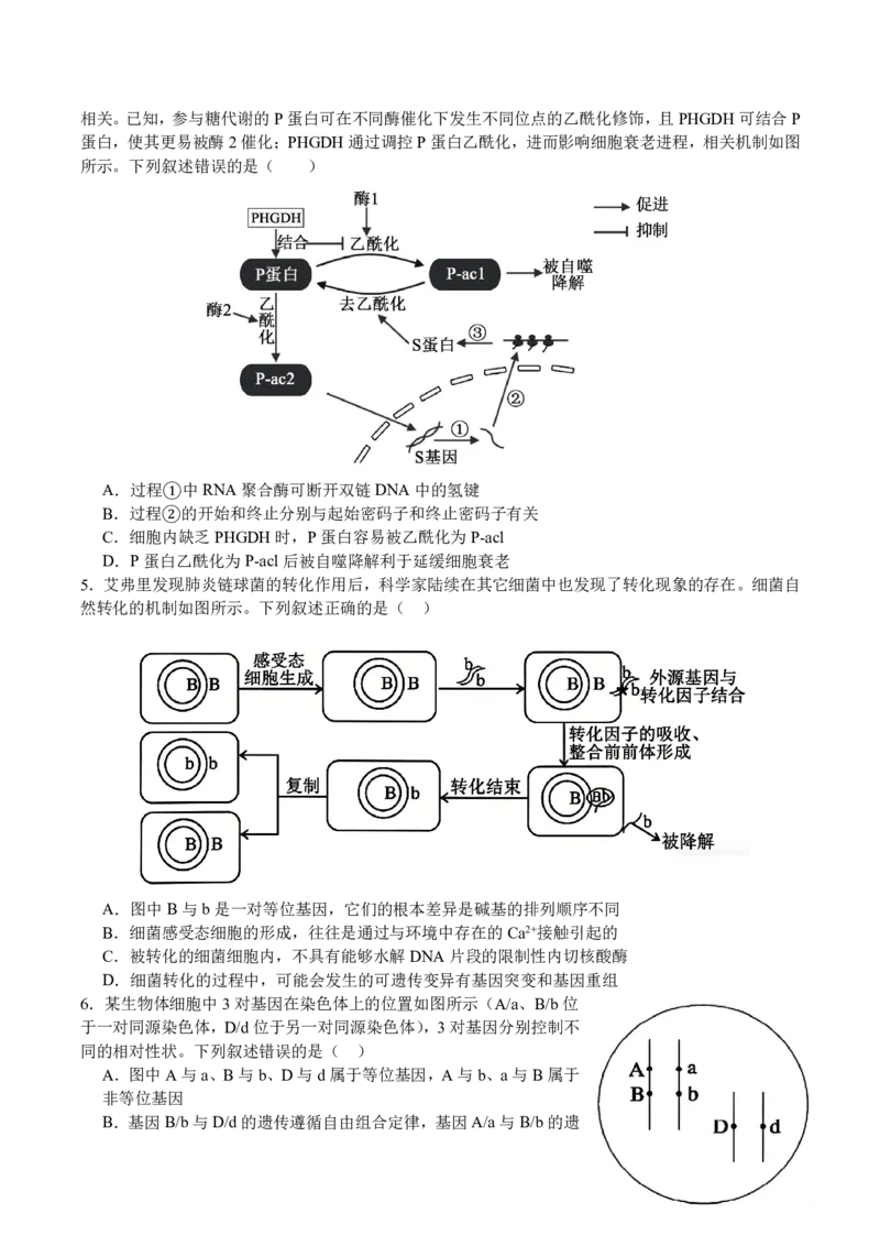 《四川省字节精准教育联盟2026届高三下学期考前学情自测（三模）生物试卷(扫描版含答案)_2024-2027高三（6-6月题库）_2026年05月高三试卷》第2页预览