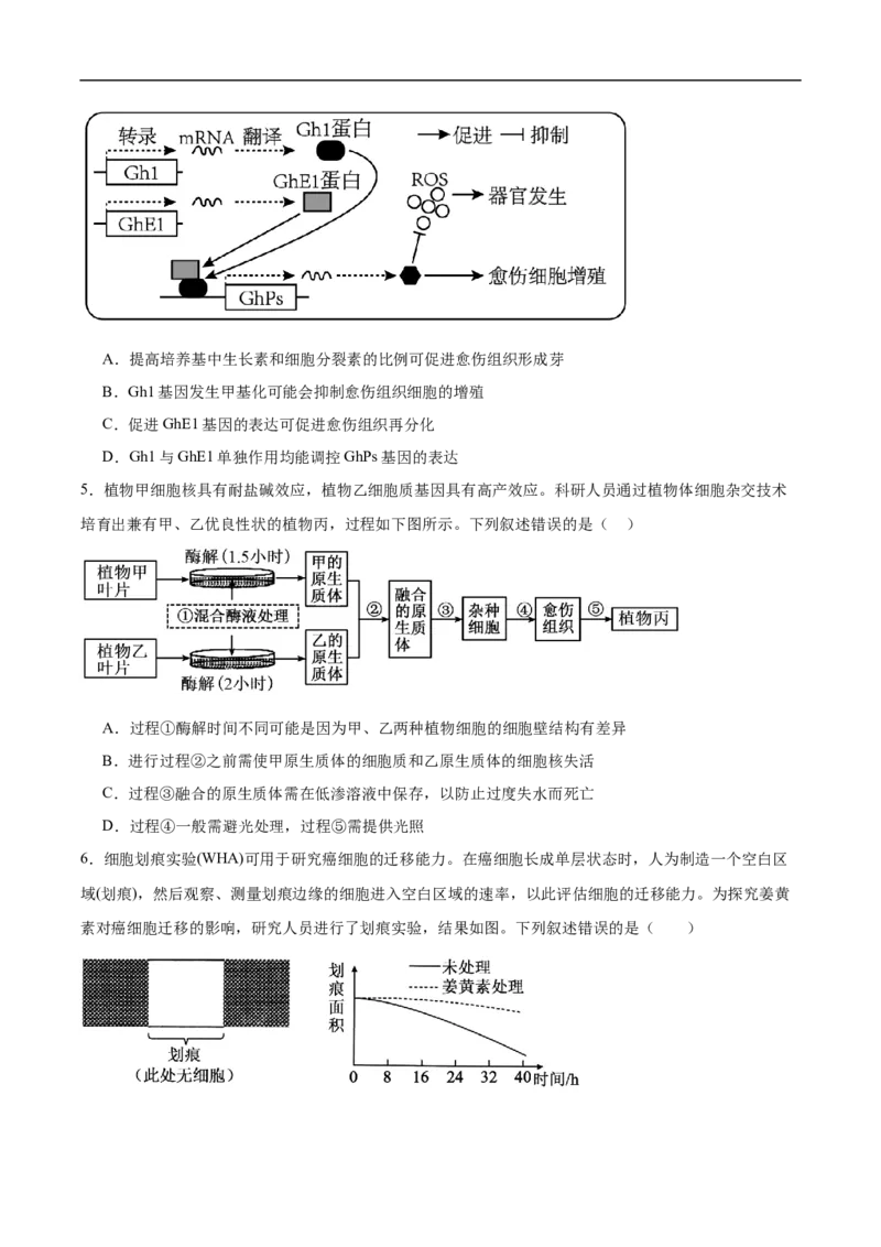 《安徽省芜湖市第一中学2025-2026学年高二下学期期中教学质量检测生物试卷（含答案）_2024-2027高二（7-7月题库）_2026年05月高二试卷》第2页预览
