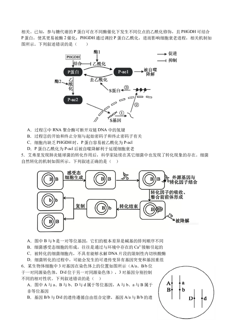 《四川省字节精准教育联盟2026届高三下学期考前学情自测（三模）生物试卷（含答案）_2024-2027高三（6-6月题库）_2026年05月高三试卷》第2页预览