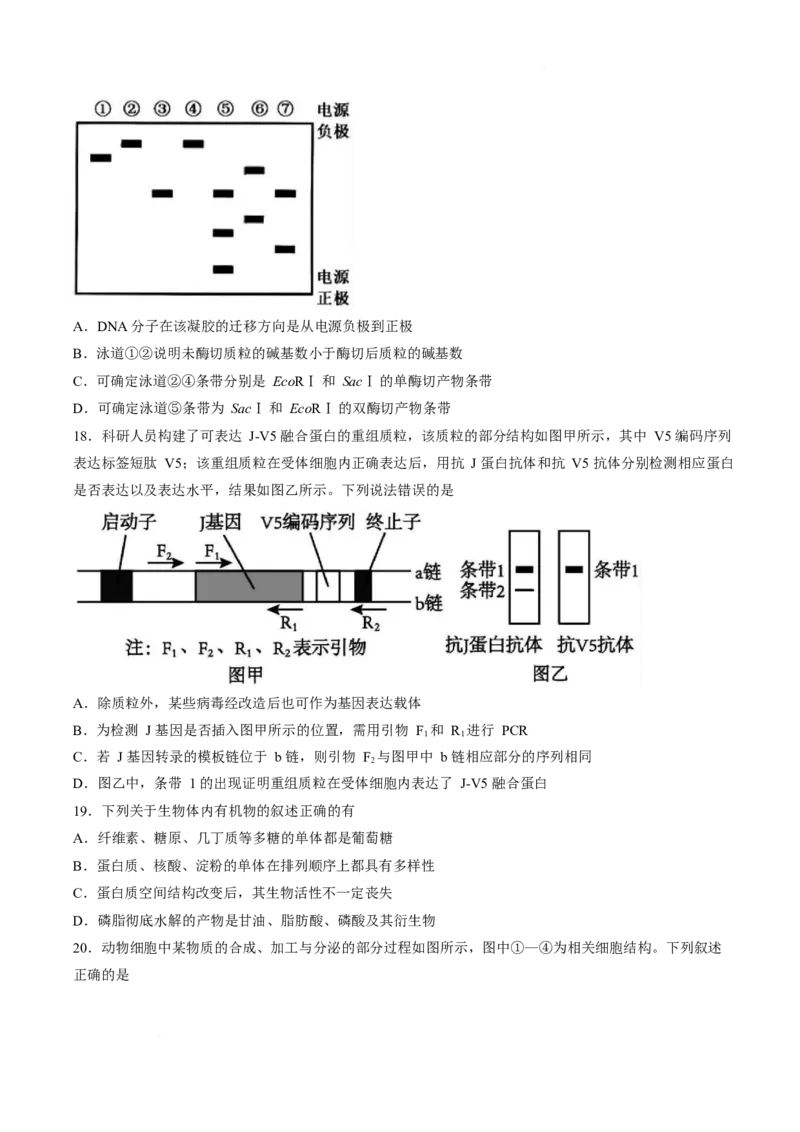《山东省济宁市兖州区2025-2026学年高二下学期期中考试生物Word版含答案_2024-2027高二（7-7月题库）_2026年05月高二试卷_260526山东省济宁市兖州区2025-2026学年高二下学期期中考试》第5页预览