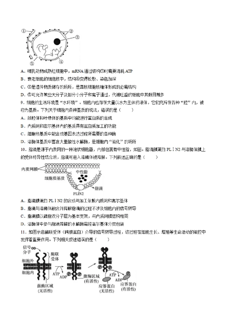 《山东省菏泽市鄄城县第一中学2025-2026学年高二下学期6月阶段检测生物试卷（图片版，含答案）(1)_2024-2027高二（7-7月题库）_2026年06月高二试卷》第3页预览