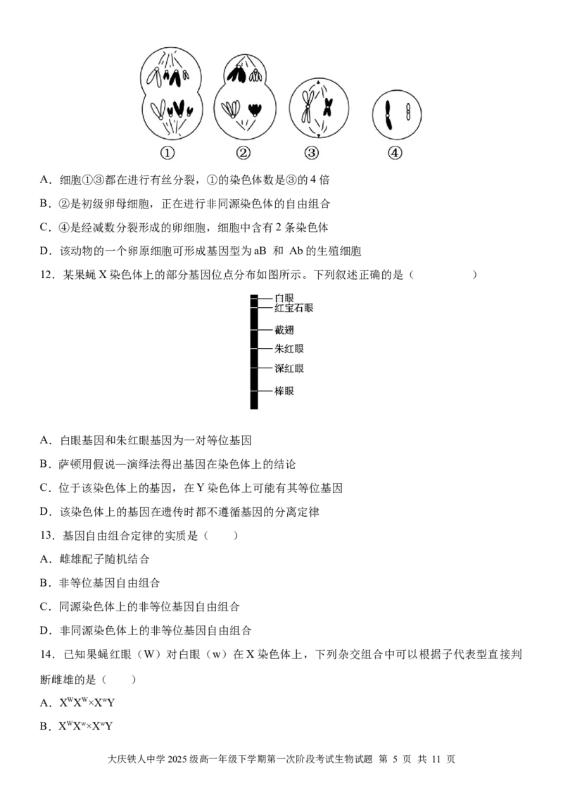 《大庆铁人中学2025级高一年级下学期第一阶段考试生物试题_2024-2027高一（7-7月题库）_2026年05月高一试卷_260508黑龙江省大庆铁人中学2025-2026学年高一下学期第一次阶段考试（全）》第5页预览