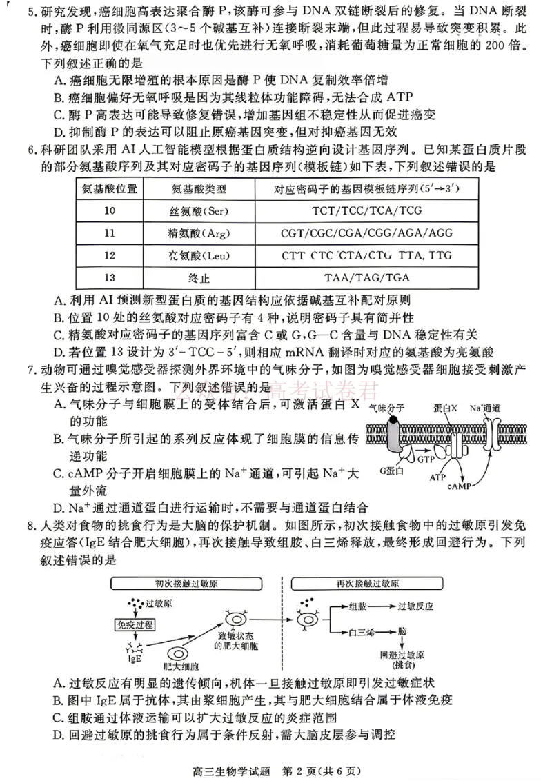 《安徽华师联盟2025-2026学年高三第二学期4月质量检测生物试题（含答案）_副本_12.2026年4月全国各地高考模拟卷_2026年4月_06生物_安徽华师联盟高三第二学期4月质量检测》第2页预览