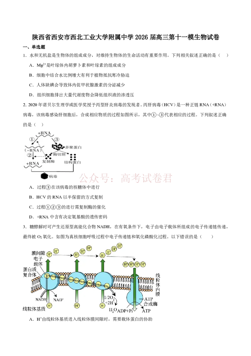《西北工业大学附属中学2026届高三下学期第十一次适应性训练生物试卷（含答案）_副本_12.2026年4月全国各地高考模拟卷_2026年4月_2026年陕西省西北工大附中高三下学期第十一次适应性训练》第1页预览