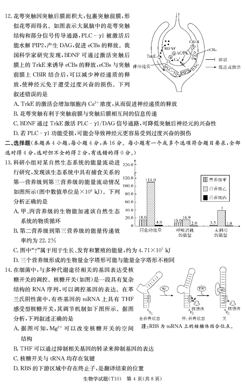 《湖南师大附中2026届高三适应性月考卷（十）生物_2024-2027高三（6-6月题库）_2026年06月高三试卷_260602湖南师范大学附属中学2026届高三考前模拟（三）月考十（全科）》第4页预览