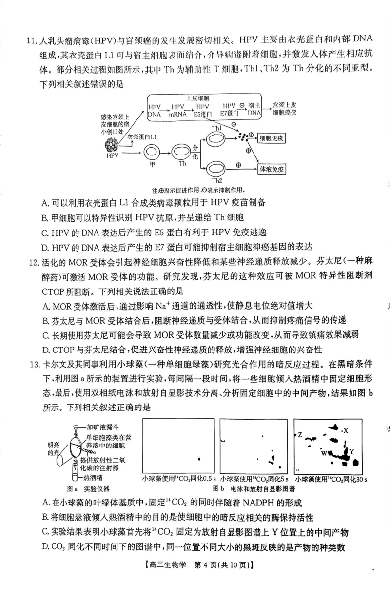 《河南省周口市高三年级第二学期四月份联考生物试题_2024-2027高三（6-6月题库）_2026年05月高三试卷_2605032026届河南省金太阳4月联考（全科）_生物2026届河南省金太阳4月联考》第4页预览