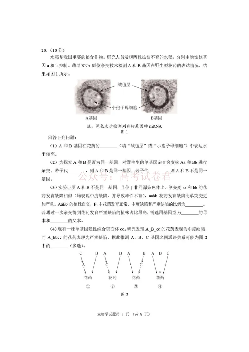 《河南省2026届高三下学期高考适应性考试生物（含答案）_副本_12.2026年4月全国各地高考模拟卷_2026年4月_2026年河南省高三下学期高考适应性考试全科》第7页预览