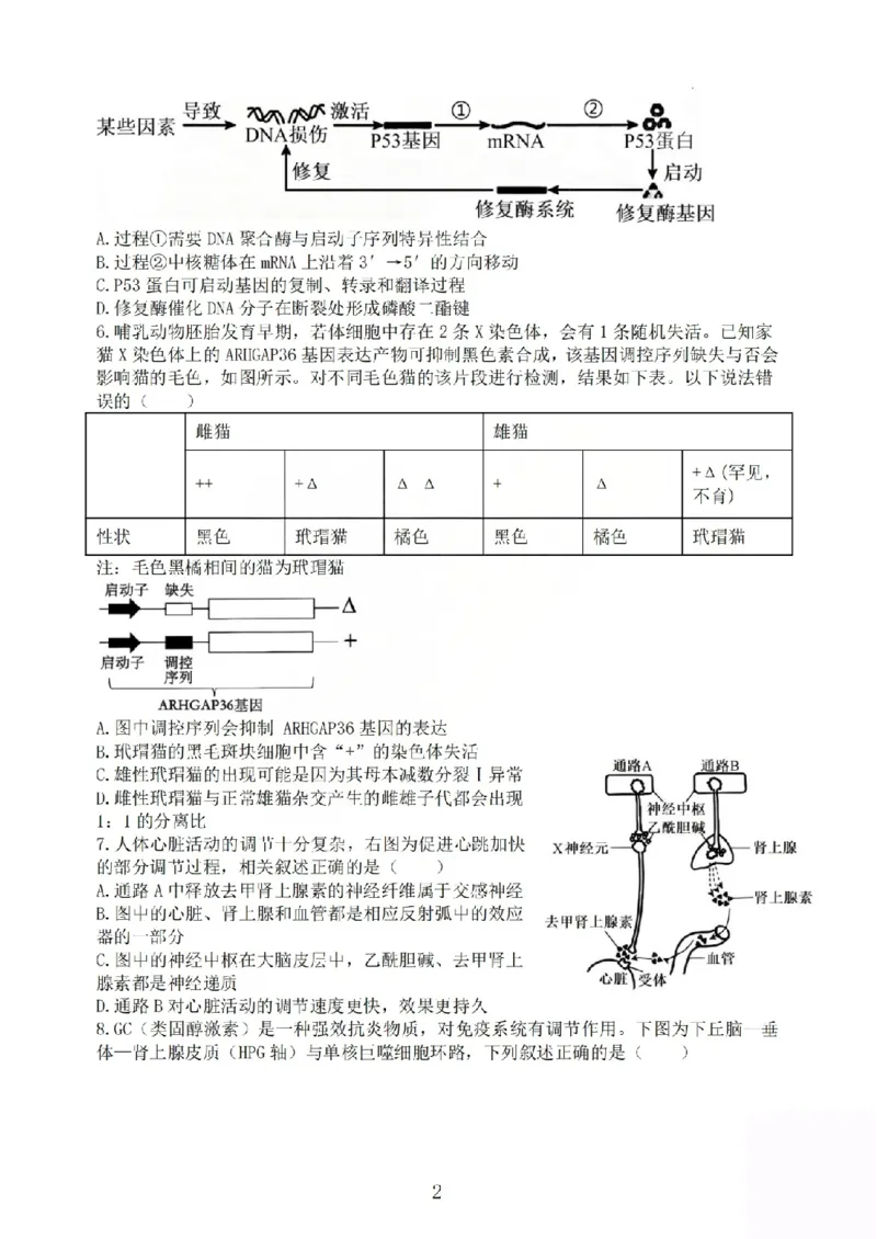 《生物试题_山大附中2026届第二学期高三5月（第十六次）模块诊断_2024-2027高三（6-6月题库）_2026年05月高三试卷》第2页预览