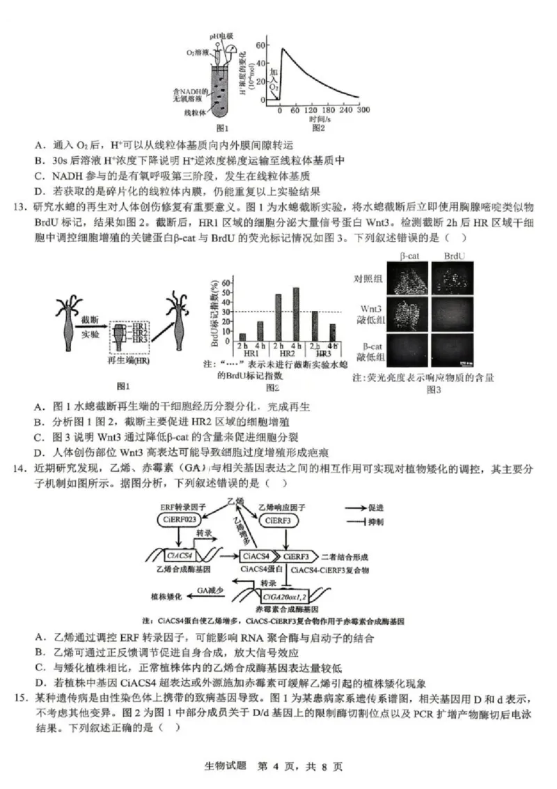 《生物试题卷_2024-2027高三（6-6月题库）_2026年05月高三试卷_260507重庆市育才中学高2026届高三年级（下）高考模拟考试（一）(全科）》第4页预览