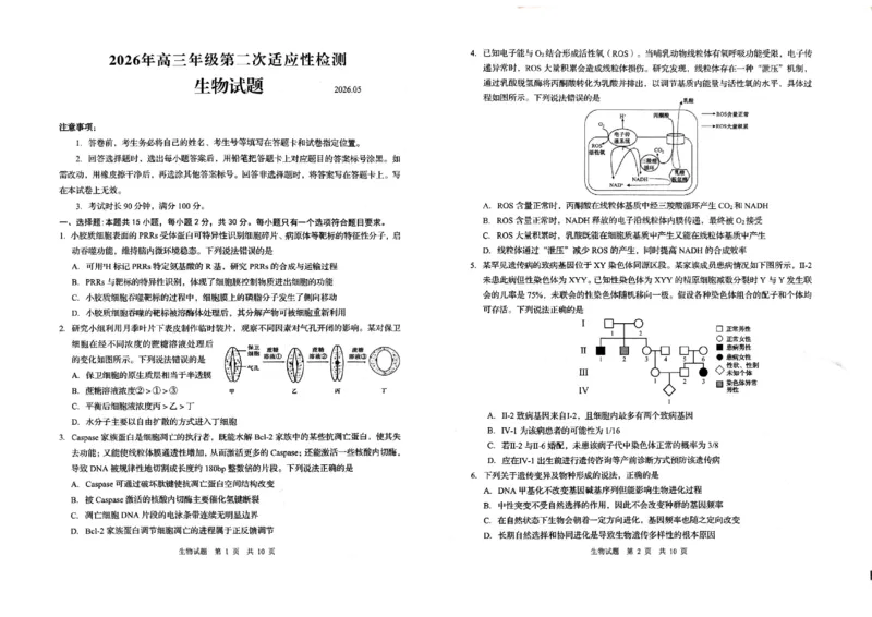 《生物试题卷-2026届青岛二模_2024-2027高三（6-6月题库）_2026年05月高三试卷_260511山东省青岛市2026年高三年级第二次适应性检测（全科）》第1页预览