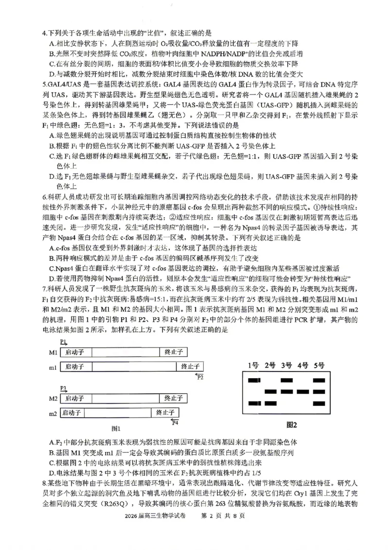 《生物试题卷+答案安徽合肥一六八中学2026届高三最后一卷_2024-2027高三（6-6月题库）_2026年05月高三试卷_260518安徽合肥一六八中学2026届高三最后一卷（全科）》第2页预览