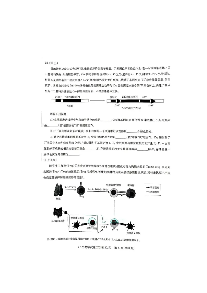 《河南省华大新高考联盟2026届高三下学期5月联考生物试卷（含答案）_2024-2027高三（6-6月题库）_2026年05月高三试卷_260519河南省华大新高考联盟2026届高三下学期5月联考（全科）》第6页预览