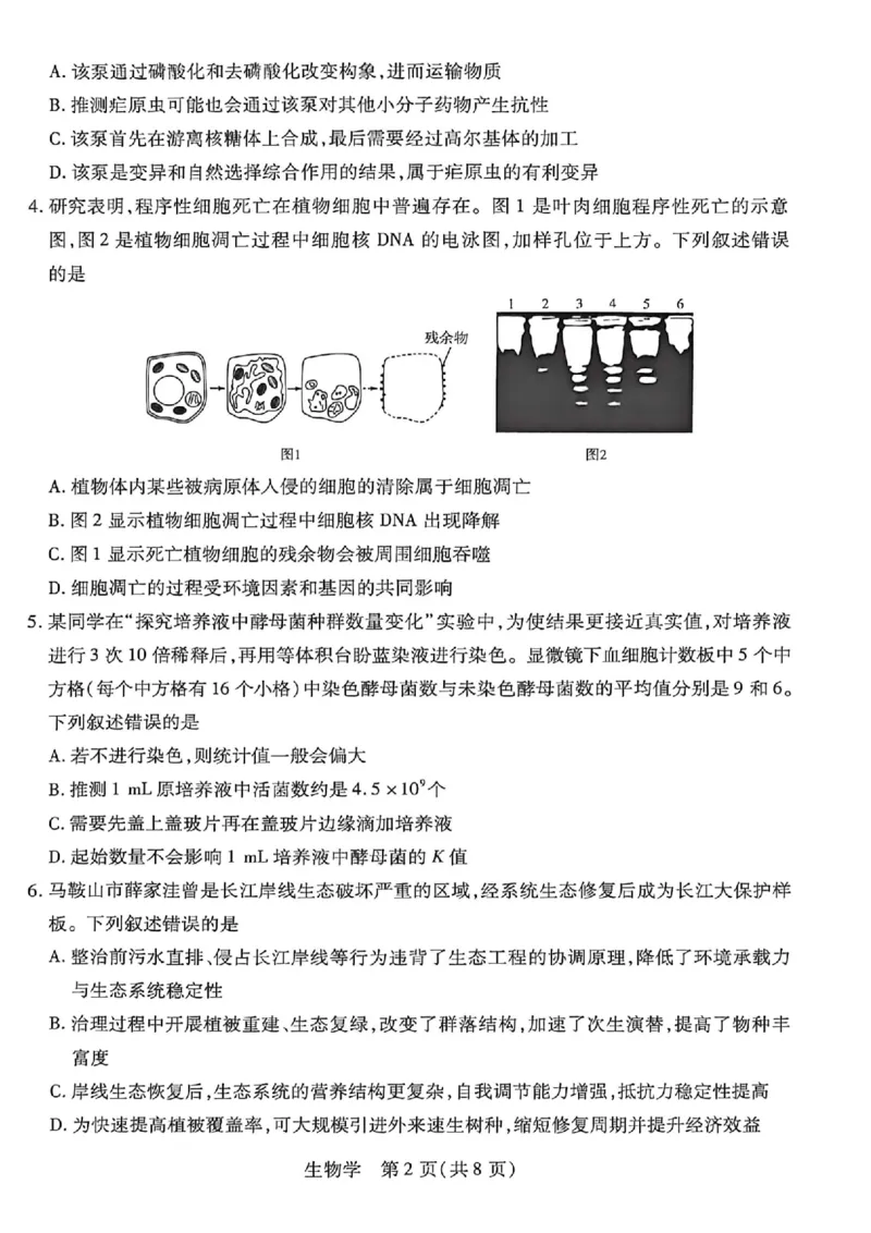 《生物_2024-2027高三(6-6月题库)_2026年05月高三试卷_260510安徽省卓越县中联盟2025-2026学年高三下学期五月(一)_生物试卷+答案2026年安徽省卓越县中联盟高三五月天一大联考(一)》第2页预览