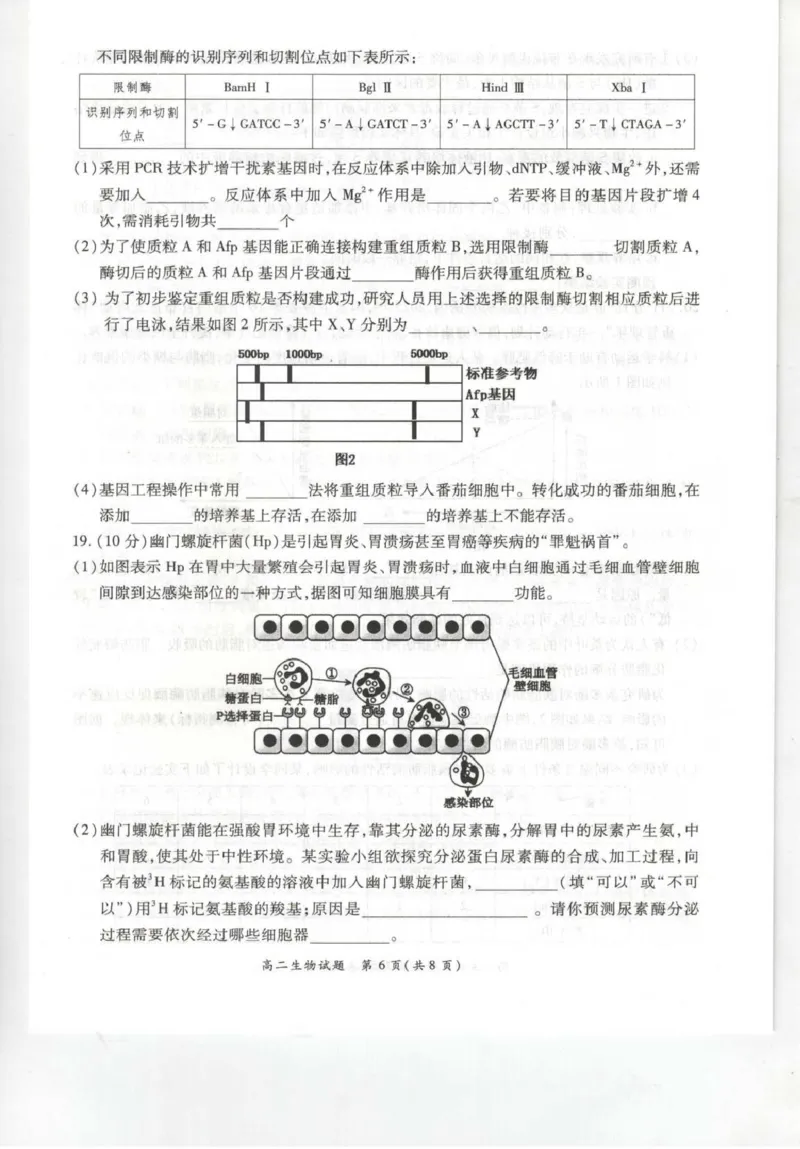 《河南省南阳市六校2025-2026学年高二下学期6月阶段检测生物试卷(扫描版含解析)_2024-2027高二(7-7月题库)_2026年06月高二试卷_260610河南省南阳市六校2025-2026学年高二下学期6月阶段检测》第6页预览
