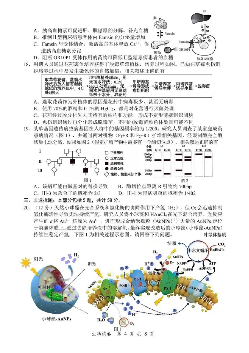 《生物-江苏省2026届高三新高考基地第二次大联考_2024-2027高三（6-6月题库）_2026年05月高三试卷_260503江苏省2026届高三新高考基地第二次大联考》第4页预览