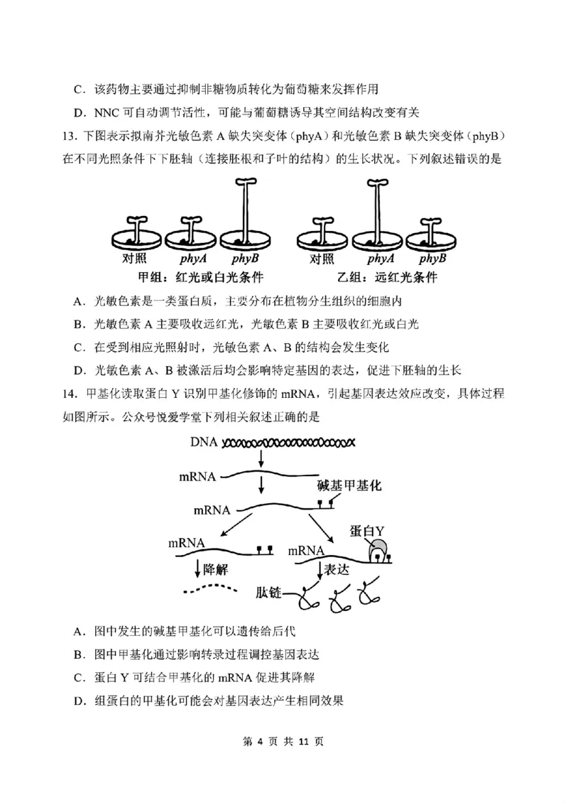 《生物-东北师大2026届高三下五月模拟考试_2024-2027高三（6-6月题库）_2026年05月高三试卷_260511东北师范大学附属中学2026年高三5月模拟考试（全科）》第4页预览