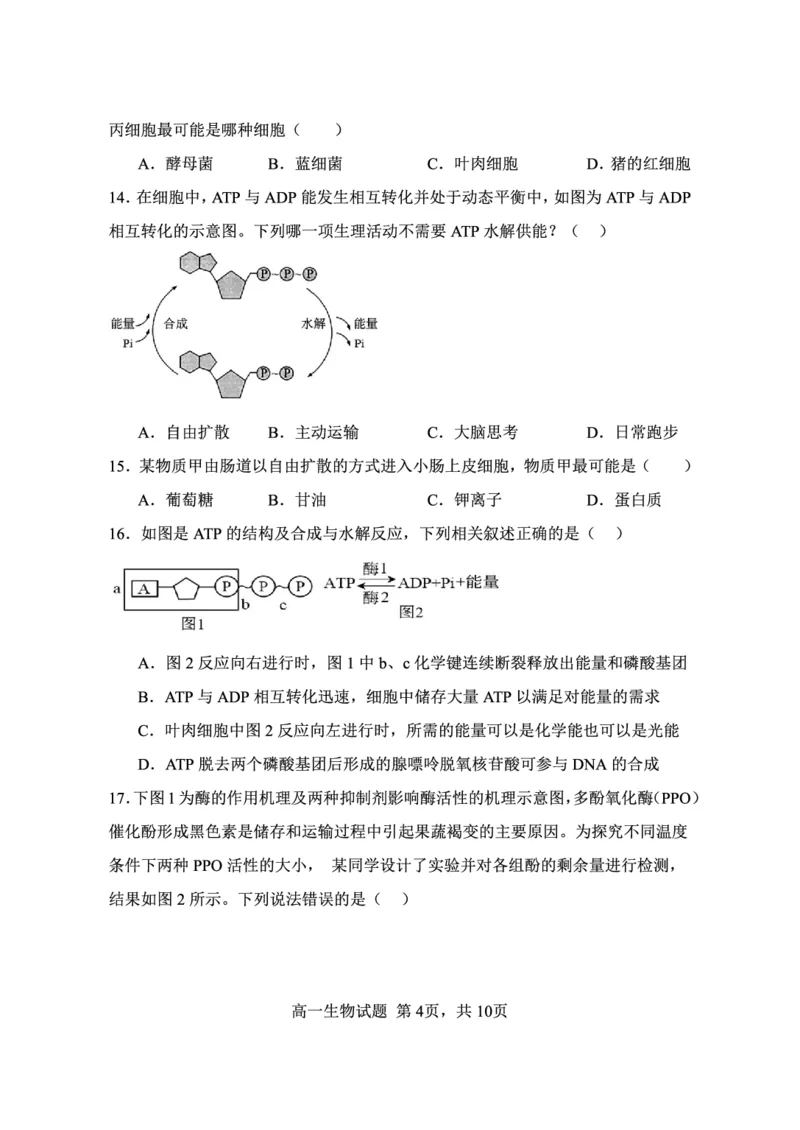 《江苏省连云港市新浦中学等9校联考2025-2026学年高一上学期期中考试生物PDF版含答案_2026年高一《月考+期中考+阶段性检测真题合集》全国各省全科无水印》第4页预览