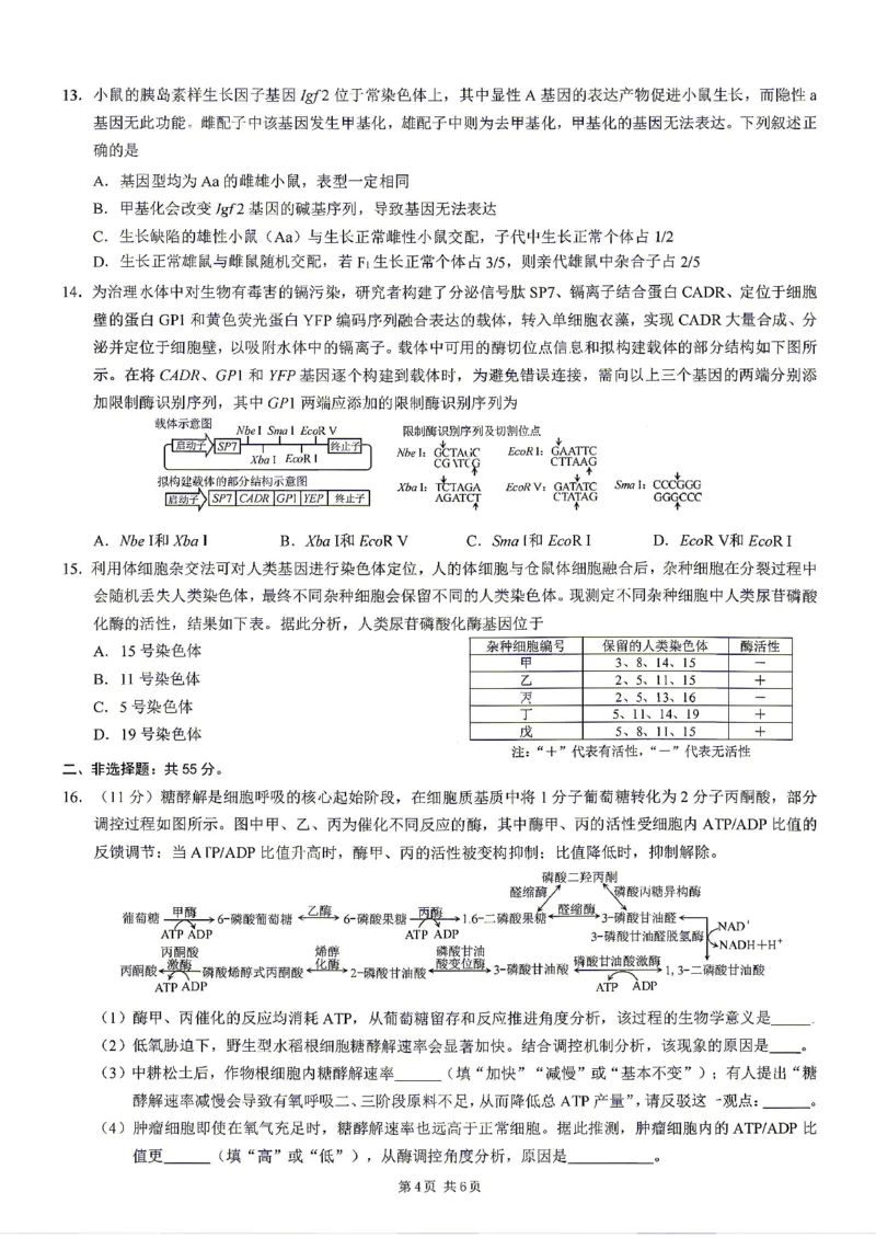 《重庆市2026年普通高等学校招生全国统一考试生物+答案_2024-2027高三（6-6月题库）_2026年05月高三试卷_260517重庆市2026年普通高等学校招生全国统一考试（康德三诊）（全科）》第4页预览