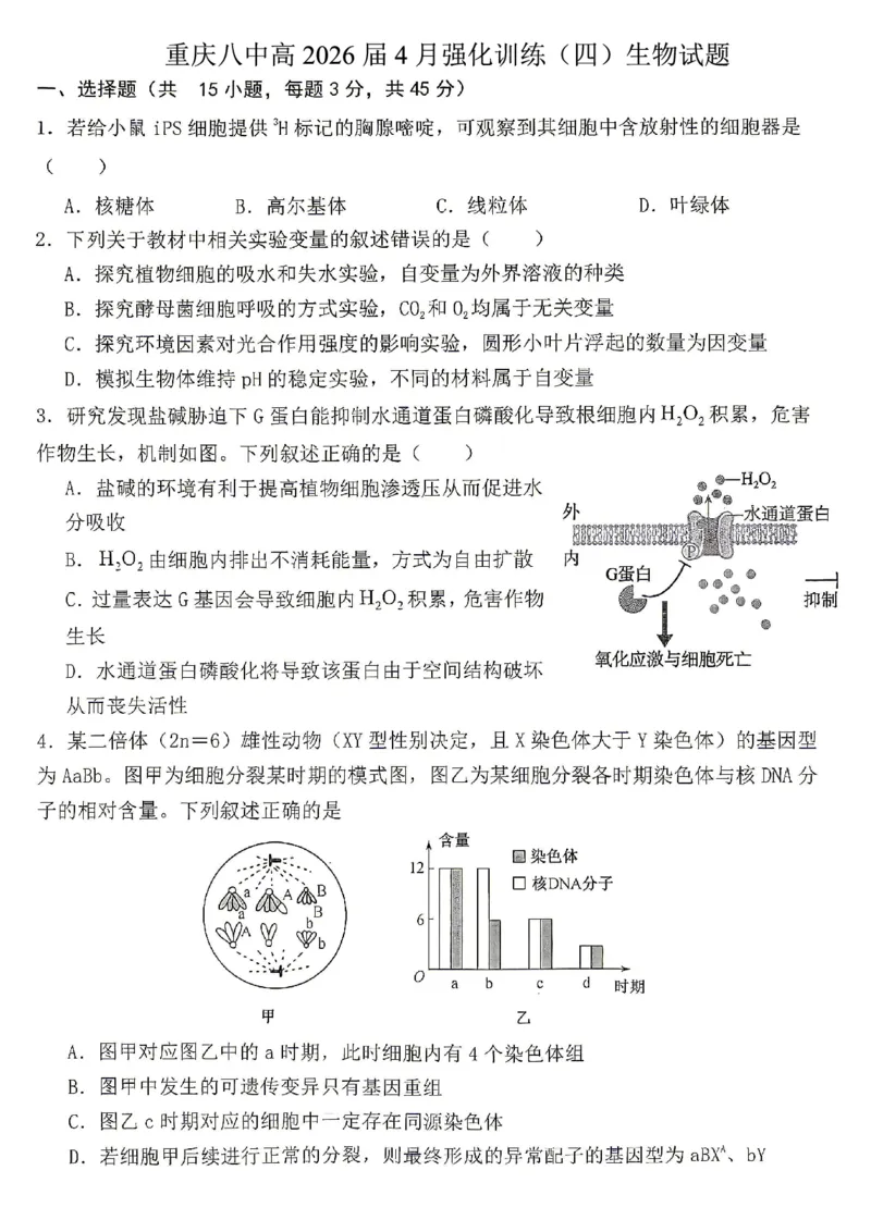 《重庆八中高2026届4月强化训练（四）生物_2024-2027高三（6-6月题库）_2026年05月高三试卷_260507重庆市重庆八中高2026届4月强化训练（四）（全科）》第1页预览