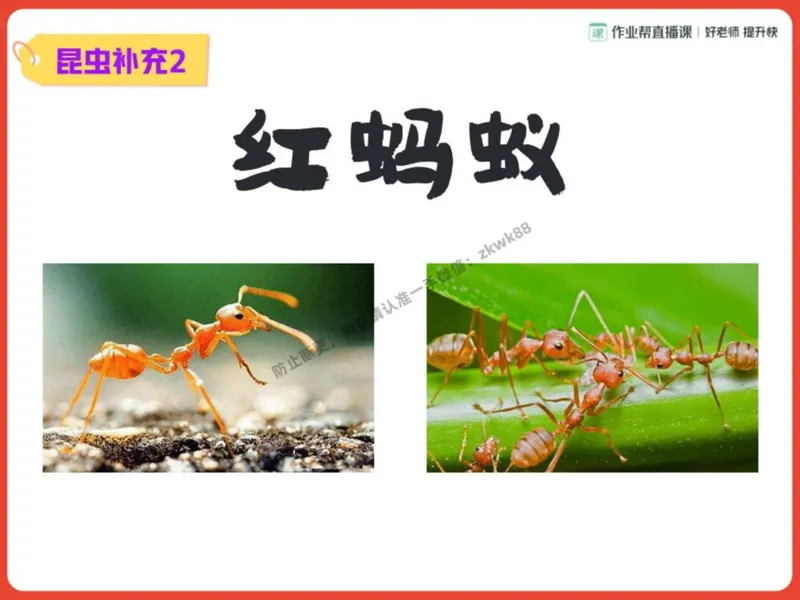 《16.课堂笔记主讲课中笔记_2025初二网课_25初二语文_25初二宋北平语文（作业帮）_秋季下-秋季班A+_课堂笔记》第10页预览