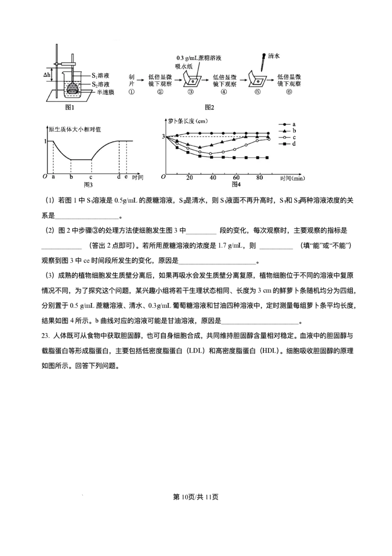《重庆市长寿中学校2025-2026学年高一上学期12月月考生物试题含答案_2026年高一《月考+期中考+阶段性检测真题合集》全国各省全科无水印》第10页预览