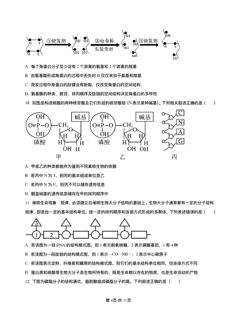 《重庆市长寿中学校2025-2026学年高一上学期12月月考生物试题含答案_2026年高一《月考+期中考+阶段性检测真题合集》全国各省全科无水印》第4页预览