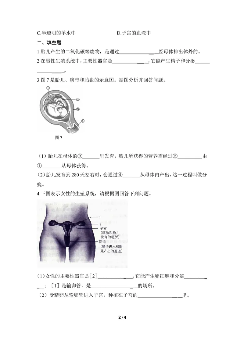 《《人的生殖和胚胎发育》同步练习1_初中全科目同步习题+精品试卷（7-9年级）_25秋初中生物《同步习题+精品试卷》_初中生物试卷（冀少版）_《同步练习+教案学案》_八年级下册》第2页预览