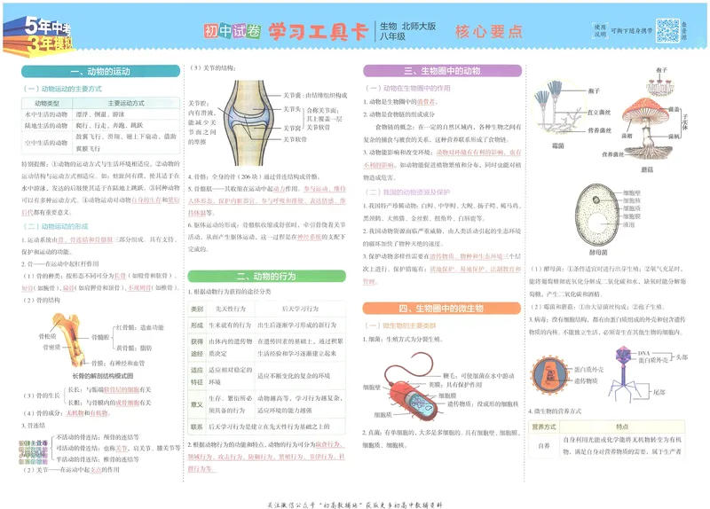 《53初中试卷8年级上册生物北师版_初中全科目同步习题+精品试卷（7-9年级）_25秋初中生物《同步习题+精品试卷》_初中生物试卷（北师大）_《53初中试卷》》第3页预览
