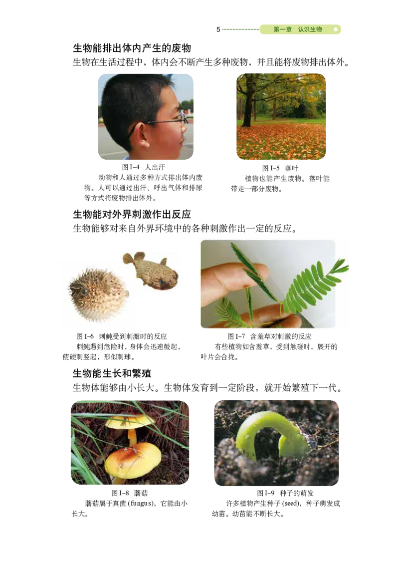《义务教育教科书（五·四学制）生物学六年级上册_光塔笔记初中课本_初中生物学_鲁科版五四制》第10页预览