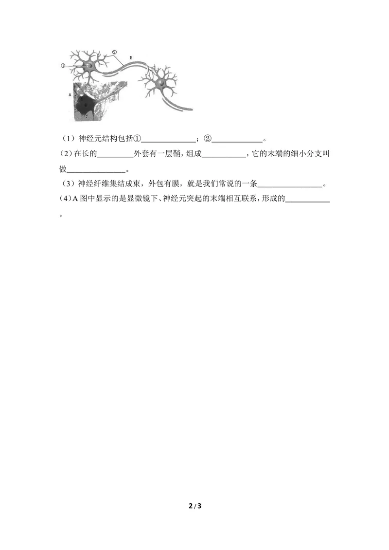 《《信息的传递》同步练习_初中全科目同步习题+精品试卷（7-9年级）_25秋初中生物《同步习题+精品试卷》_初中生物试卷（冀少版）_《同步练习+教案学案》_七年级下册》第2页预览