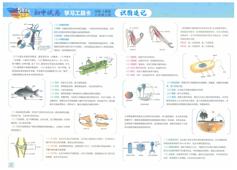 《53初中试卷8年级上册生物（2025版）_初中全科目同步习题+精品试卷（7-9年级）_25秋初中生物《同步习题+精品试卷》_初中生物试卷（人教版）_《53初中试卷》2025春_7-8上册》第4页预览