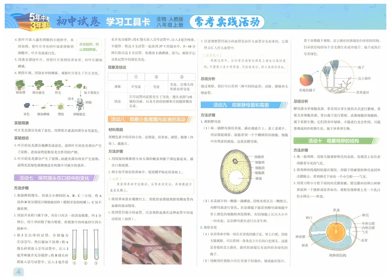 《53初中试卷8年级上册生物（2025版）_初中全科目同步习题+精品试卷（7-9年级）_25秋初中生物《同步习题+精品试卷》_初中生物试卷（人教版）_《53初中试卷》2025春_7-8上册》第6页预览