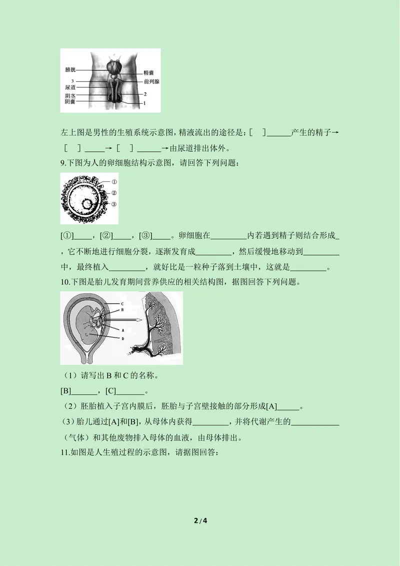 《《人的生殖和胚胎发育》课堂训练_初中全科目同步习题+精品试卷（7-9年级）_25秋初中生物《同步习题+精品试卷》_初中生物试卷（冀少版）_《同步练习+教案学案》_八年级下册》第2页预览