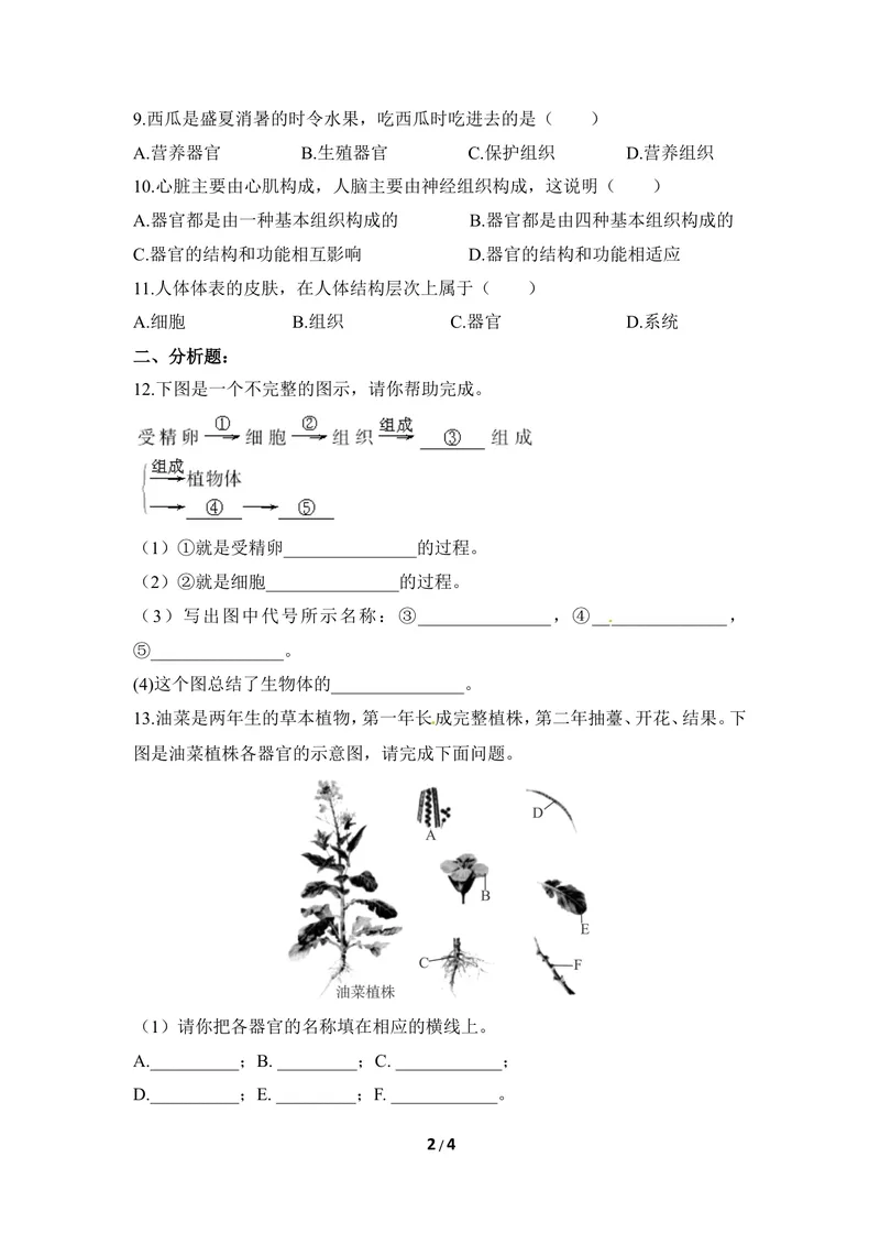 《《多细胞生物体》同步练习_初中全科目同步习题+精品试卷（7-9年级）_25秋初中生物《同步习题+精品试卷》_初中生物试卷（冀少版）_《同步练习+教案学案》_七年级上册》第2页预览