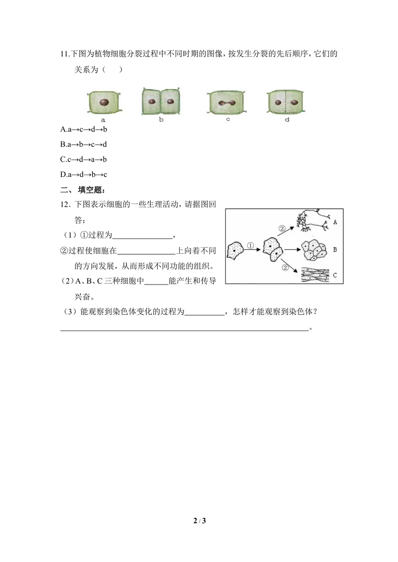 《《细胞分化形成组织》同步练习_初中全科目同步习题+精品试卷（7-9年级）_25秋初中生物《同步习题+精品试卷》_初中生物试卷（冀少版）_《同步练习+教案学案》_七年级上册》第2页预览