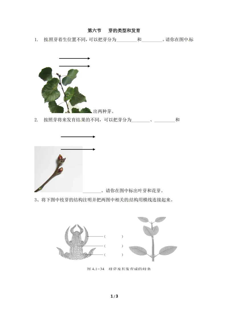 《《芽的发育》随堂检测_初中全科目同步习题+精品试卷(7-9年级)_25秋初中生物《同步习题+精品试卷》_初中生物试卷(冀少版)_《同步练习+教案学案》_八年级上册_第三单元植物的生活》第1页预览
