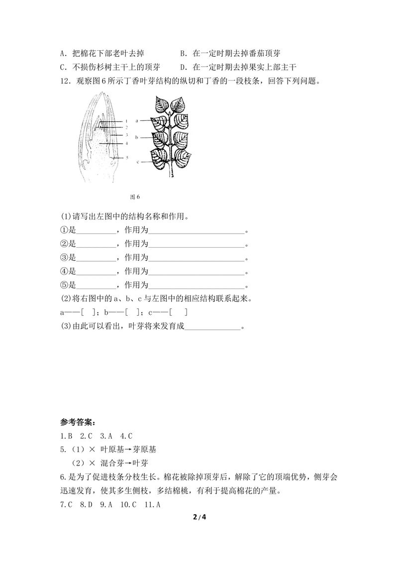 《《芽的发育》同步练习_初中全科目同步习题+精品试卷（7-9年级）_25秋初中生物《同步习题+精品试卷》_初中生物试卷（冀少版）_《同步练习+教案学案》_八年级上册_第三单元植物的生活》第2页预览
