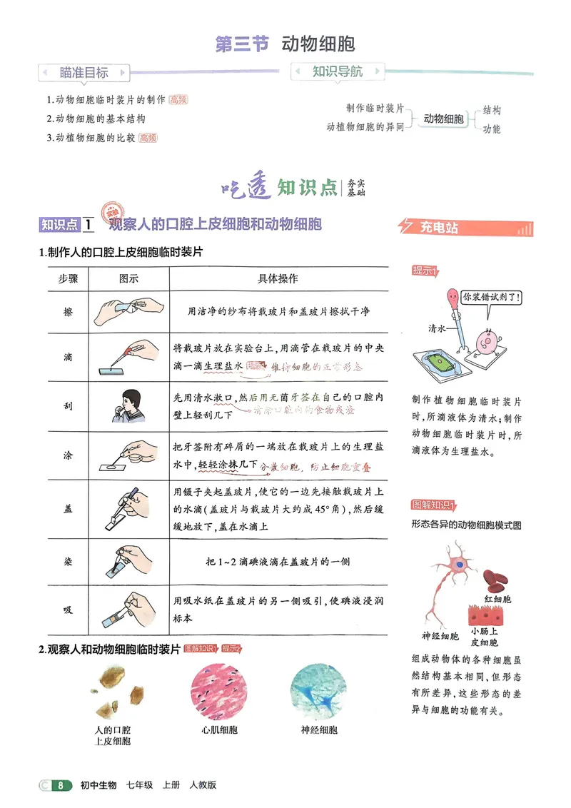 《2026《初中53同步》生物七上吃透重难点_25秋《53同步》初中系列_26版《53同步》七上各科_2026五三同步七上生物》第10页预览