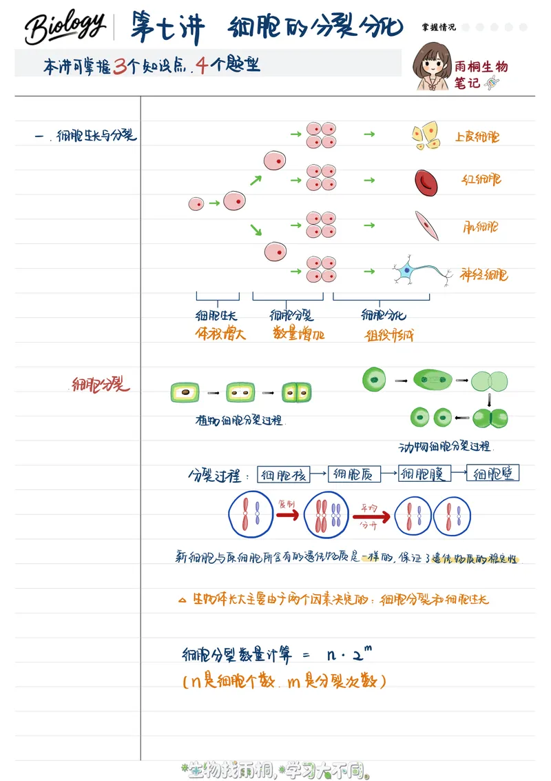 《2025秋季初一生物第七讲笔记_26初一网课_2026初一生物张雨桐_初一生物培训班（秋上·全国版·A+）-张雨桐_9.细胞的分裂与分化》第1页预览
