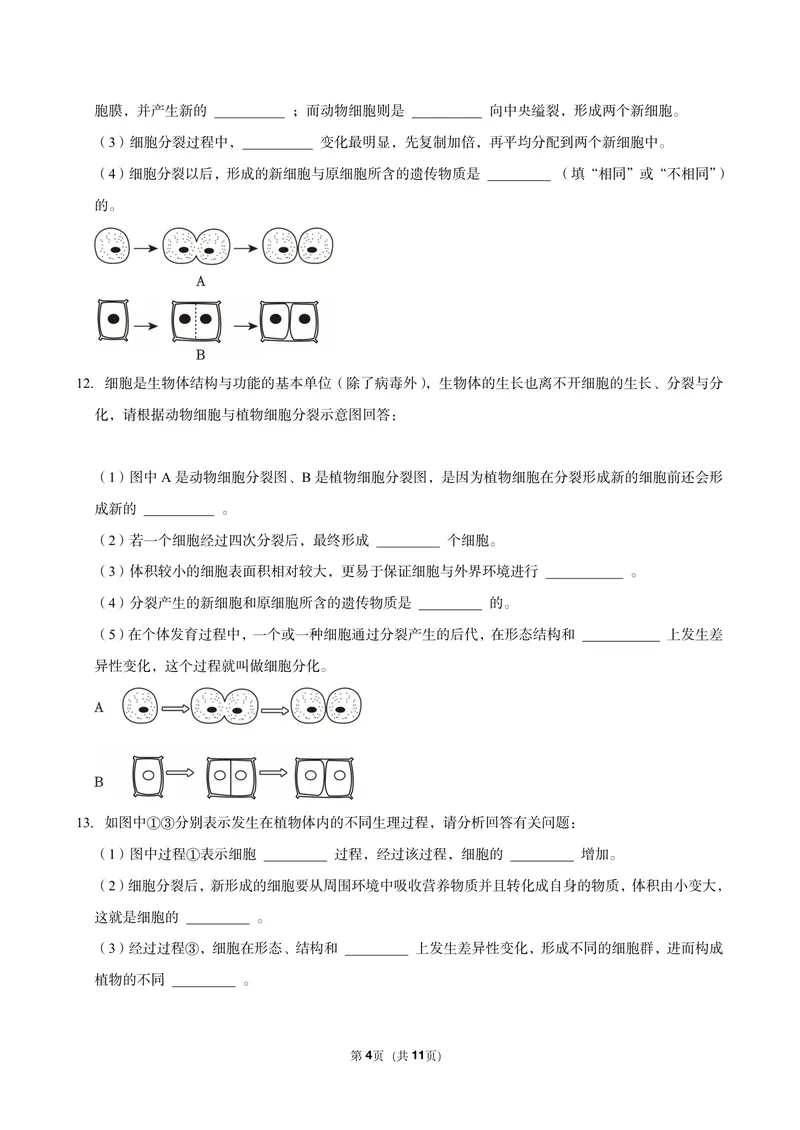 《初一生物暑假课后练习第七讲_26初一网课_2026初一生物张雨桐_初一生物培训班（秋上·全国版·A+）-张雨桐_9.细胞的分裂与分化》第4页预览