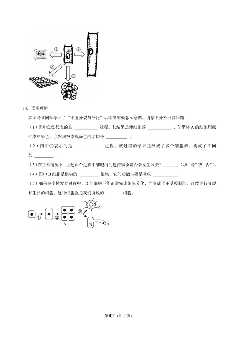 《初一生物暑假课后练习第七讲_26初一网课_2026初一生物张雨桐_初一生物培训班（秋上·全国版·A+）-张雨桐_9.细胞的分裂与分化》第5页预览