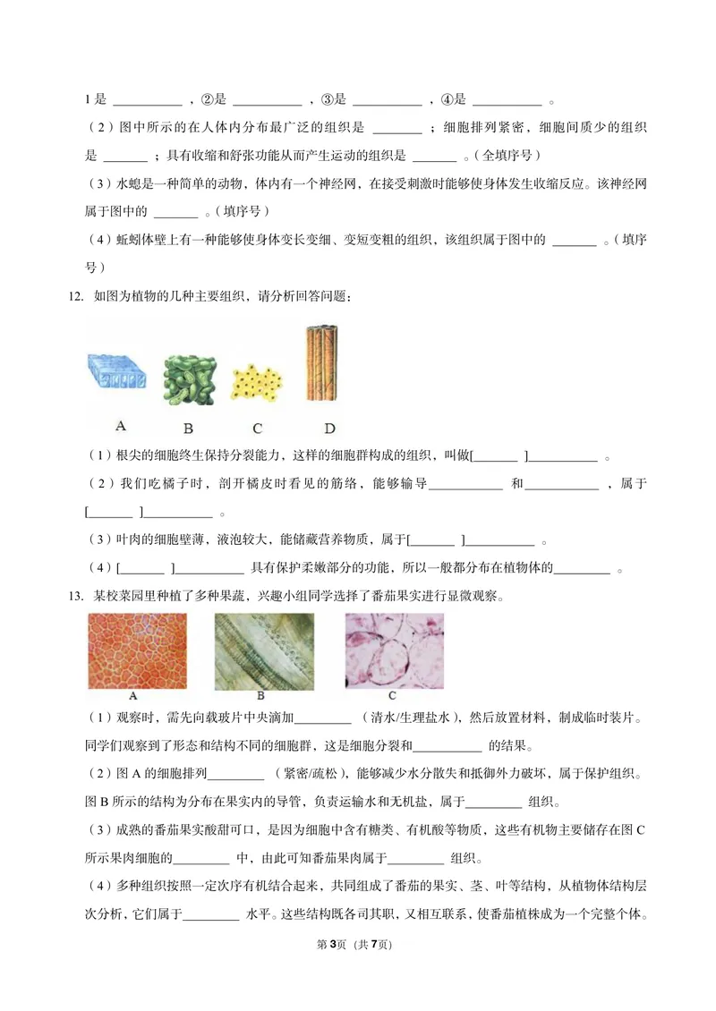 《初一生物暑假课后练习第八讲_26初一网课_2026初一生物张雨桐_初一生物培训班（秋上·全国版·A+）-张雨桐_10.生物体的基本组织》第3页预览
