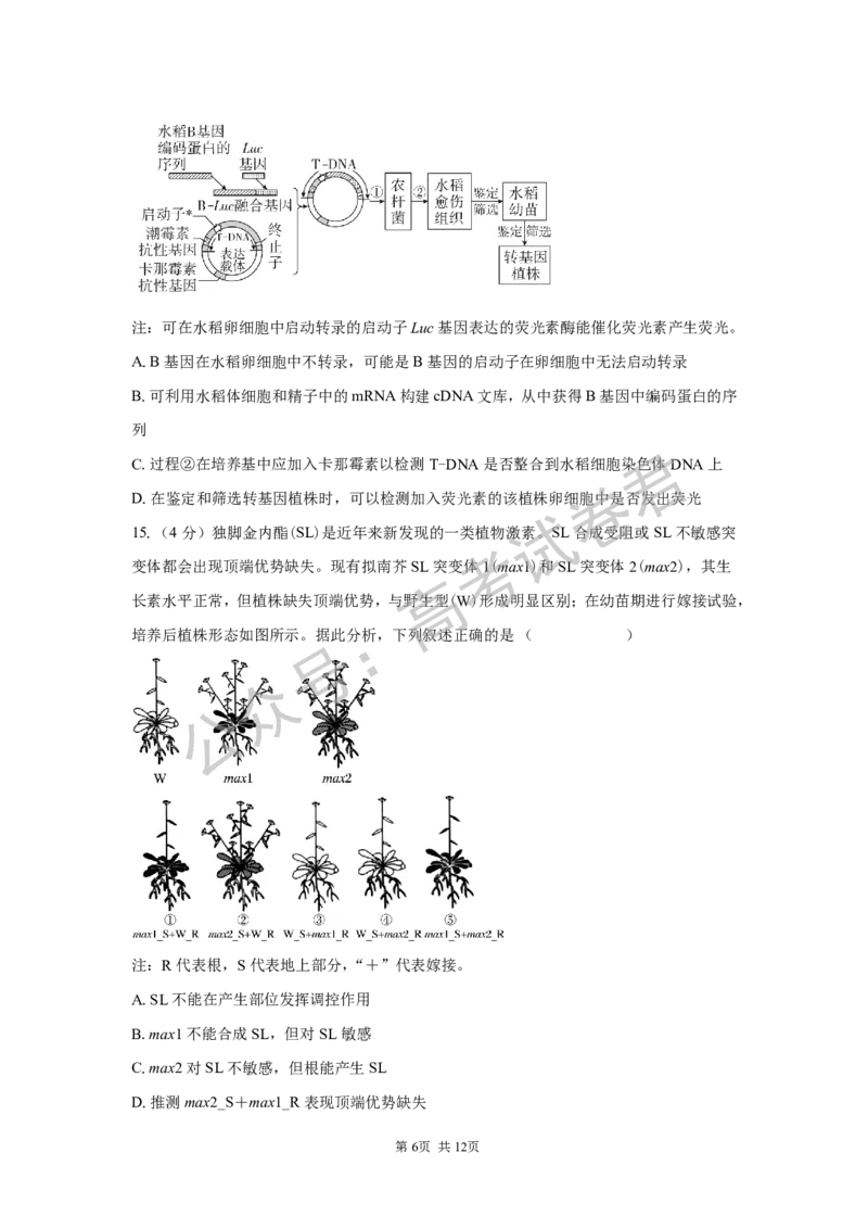 《05_生物_湖南长沙市一中广雅中学2026-2027年高三上学期开学考试_试卷+答案_小初高学习资料合集（每天更新）_湖南长沙市一中广雅中学2026-2027学年高三上学期开学考试》第6页预览