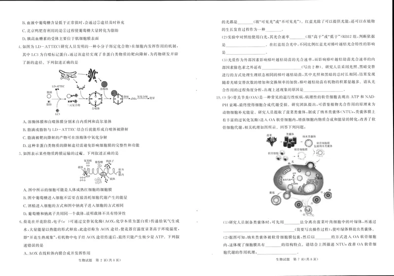 《青桐鸣大联考2025-2026学年高三上学期11月联考生物_2024-2027高三(6-6月题库)(1)_2025年11月高三试卷_251115河南省青桐鸣大联考2025-2026学年高三上学期11月联考(全)》第2页预览