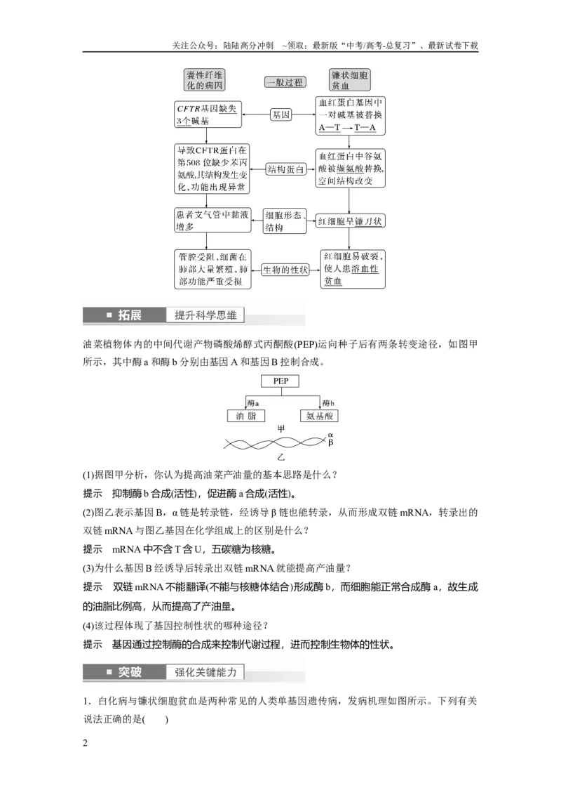 《2024年高考生物一轮复习（新人教版）第6单元　第4课时　基因表达与性状的关系_06-生物-高考总复习_一轮复习_2024年_2024高考生物大一轮复习课件讲义新人教版知识总结_教师版》第2页预览