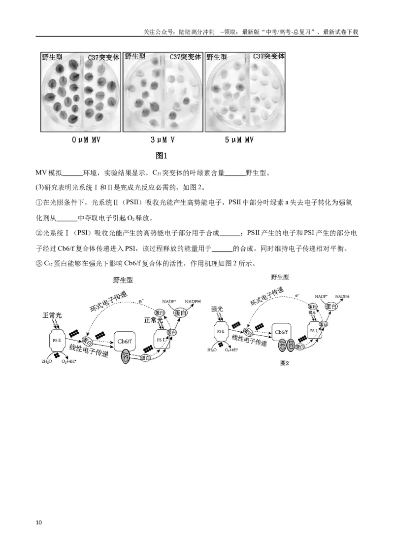《专题01光合作用和细胞呼吸（北京卷）（解析版）_06-生物-高考总复习_专项复习_2024年_2024年高考生物考前大题秒杀技巧及专项训练_资料》第10页预览