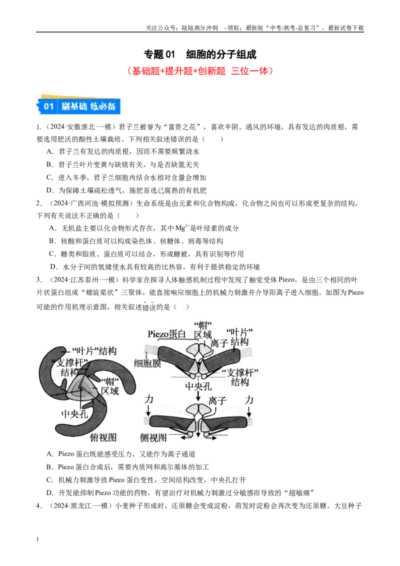 《专题01细胞的分子组成（原卷版）_06-生物-高考总复习_专项复习_2025年_2024年高考一模试题分类汇编生物新高考通用》第1页预览