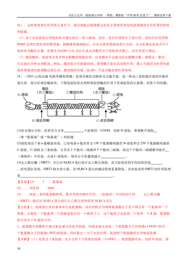 《专题01细胞的分子组成、结构和物质运输（分层练）（解析版）_06-生物-高考总复习_二轮复习_2024年_2024年高考生物二轮复习高频考点追踪与预测（新高考专用）_分层练》第10页预览